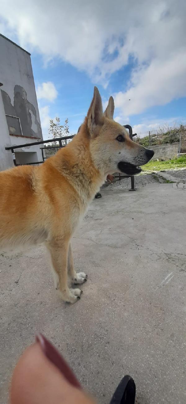 Fulmine Simil Cecoslovacco In Adozione 